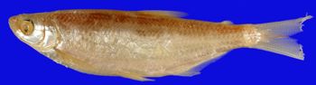 Media type: image; Ichthyology 4008